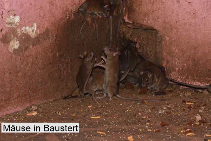 Mäuse in Baustert